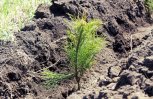 Василий Орлов: «Реализация проекта «Сохранение лесов» позволит восстановить лесной фонд в Приамурье»