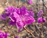 В Амурской области зацвел багульник: жителей региона просят беречь цветущие кустарники