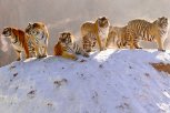 Зачем Амурской области тигры: куда пропали полосатые хищники и для чего региону их новая популяция