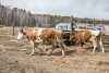 Две коровы пострадали от удара током в шимановском селе Петруши