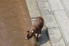 Благовещенец спас решившую поплавать в Амуре собаку