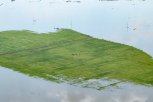 35 тысяч гектаров посевов пострадали во время паводка в Приамурье