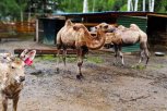Двое верблюжат поселились в усадьбе поселка Талакан