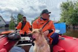 В Белогорске спасатели вытаскивают из воды обессиленных животных