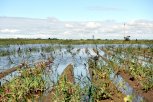 Картофель пошел в заплыв: паводок, дожди и грунтовые воды не дают овощеводам собрать урожай