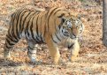Фото: Центр «Амурский тигр»