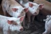Африканская чума «сожгла» три тысячи свиней: в Приамурье снова пришлось уничтожать животных