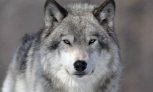 В Приамурье вознаграждение за добычу волков предложили увеличить до 15 тысяч рублей