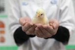 Студенты Амурского аграрного колледжа вывели цыплят и вырастили салатную зелень