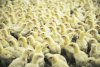 В Приамурье в случае перебоев с импортной вакциной для птиц заменят ее на отечественную
