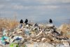 Организовать в Белогорске нормальный вывоз мусора потребовал у регоператора глава минприроды области