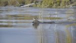 Сибирские косули массово переплывают северные реки