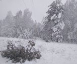 Мокрый снег и ветер обесточил север Приамурья: где восстановили электричество