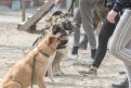 Кинологи с собаками проверят места проведения новогодних праздников на взрывчатку. Фото: Архив АП