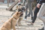 В Приамурье кинологи с собаками проверят на взрывчатку места проведения новогодних праздников