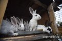 В Амурской области нет крупных ферм с кроликами. Фото: Архив АП