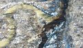 Технологические воды попали в ручей через размытую дамбу. Фото: Архив минприроды Приамурья