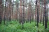 В 2022 году в Приамурье выросла сумма взносов за пользование лесами
