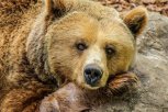 На юге Приамурья из зимней спячки начали выходить медведи
