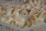 Бизнес из яйца: в Тамбовском округе выводят птенцов с помощью новых технологий