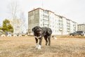 В Чигирях бездомный пес покусал 11-летнего ребенка. Фото: Алексей Сухушин