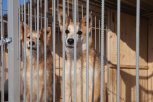 В Приамурье 9 владельцев собак оштрафованы за нарушение правил борьбы с бешенством