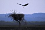 Экотропа по местам гнездования аистов появится в Березовском заказнике