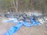 «Такая уборка не нужна!»: в Благовещенске после субботника мешки с мусором выбросили в лесу