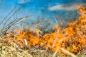 В Амурской области действует два природных пожара. Фото: Алексей Сухушин