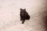 В Селемджинском районе автомобилисты прикормили трехмесячного медвежонка