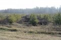В Приамурье продолжаются работы по лесовосстановлению. Фото: minlhpb.amurobl.ru