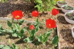 8 фото разноцветных тюльпанов из разных уголков Амурской области