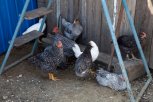 Ветеринары Приамурья предотвратили возможный занос птичьего гриппа в регион