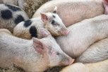 Приамурье закупит вакцину от чумы свиней и болезни ньюкасла