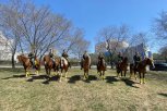 Психотерапию с помощью лошадей проводят в Благовещенске для участников СВО и их близких