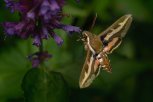 Бабочка-«колибри» прилетела в зейский Береговой (видео)