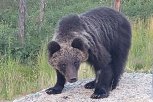 Медведь рядом: глава Тындинского округа Тамара Лысакова встретила медведя