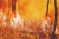 В Амурской области зарегистрировано 23 природных пожара. Фото: Архив АП