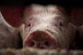 В Амурской области свиноводческие фермы проверят на биологическую безопасность. Фото: Архив АП