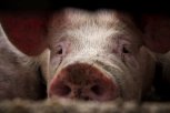 С 1 сентября свиноводческим фермам Приамурья начнут присваивать зоосанитарные статусы