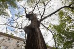 Василий Орлов поручил спилить опасные сухие деревья в населенных пунктах Приамурья