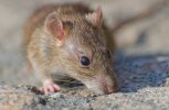 В завитинской многоэтажке крыса напала на ребенка