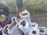 Возле села Марково группа нелегальных собирателей накопала 9 мешков корней краснокнижных растений