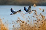 Почему улетают птицы: орнитолог рассказал, какие пернатые покидают Приамурье