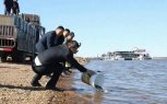Китайцы выпустили в реку Амур напротив Михайловского района более 1,8 миллиона мальков рыб
