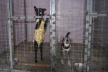 В Приамурье за жестокое обращение с животными недобросовестных владельцев приютов накажут рублем