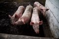 В Амурской области нет очагов африканской чумы свиней. Фото: Архив АП