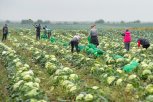 Картофель и капуста резко подешевели в Амурской области
