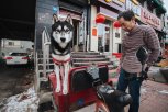 Пушистый багаж: с начала года больше 700 собак и кошек животных отправили из Приамурья в Китай