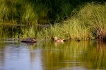 В Приамурье подвели итоги охоты на водоплавающую дичь